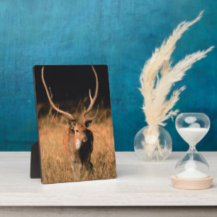 Chital Natural Habitat   Bandhavgar National Park Plaque