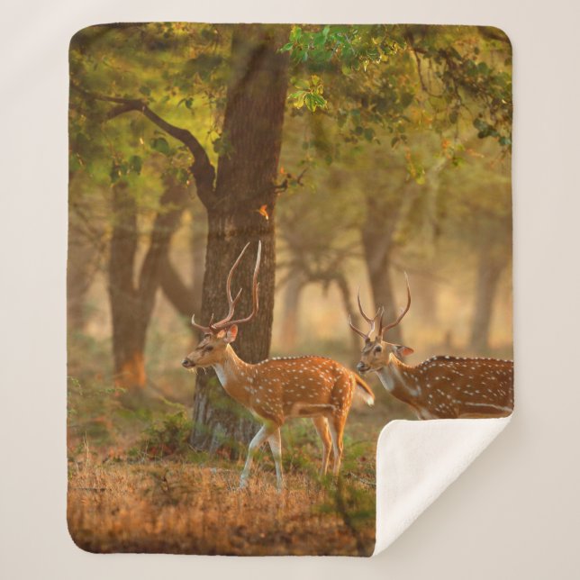 Chital or cheetal, Axis axis, spotted deers or axi Sherpa Blanket (Front)