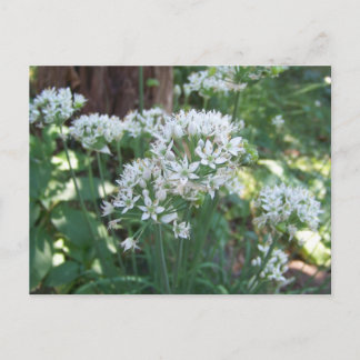 Chive Blossoms Postcard