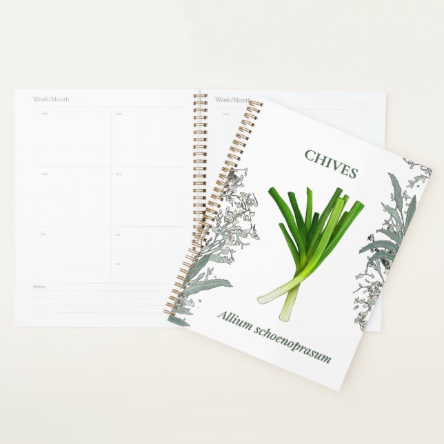 Chives — Allium schoenoprasum Planner (Display)