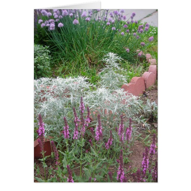 chives,artemesia & salvia (Front)
