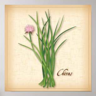 Chives Herb Poster