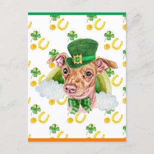 Chiweenie Dog Shamrock St. Patricks Day Holiday Postcard