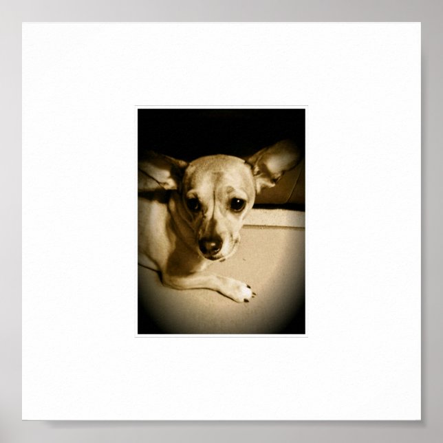 Chiweenie Poster (Front)
