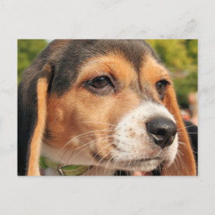 Chloe - Beagle Photo-19 Postcard