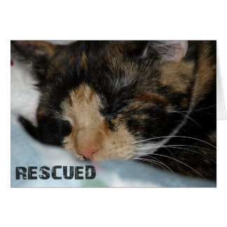 CHLOE THE RESCUED KITTEN CARD