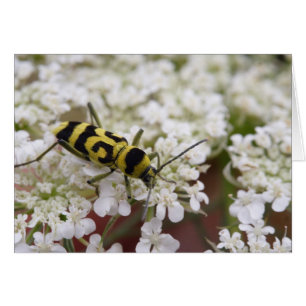 Chlorophorus varius
