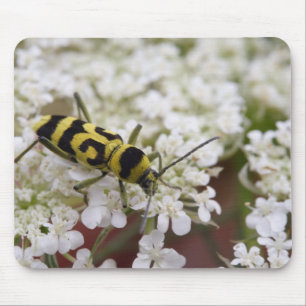 Chlorophorus varius mouse mat