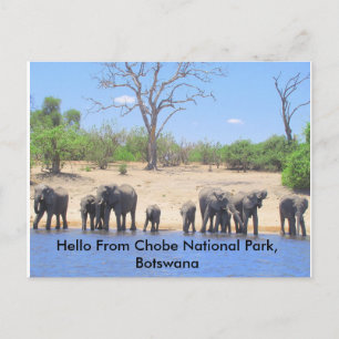 Chobe Elephant Post Cards