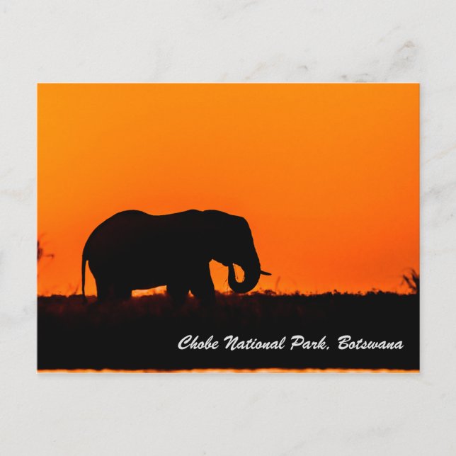 Chobe National Park Postcard (Front)