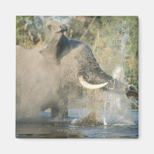 Chobe River, Botswana, Africa Magnet