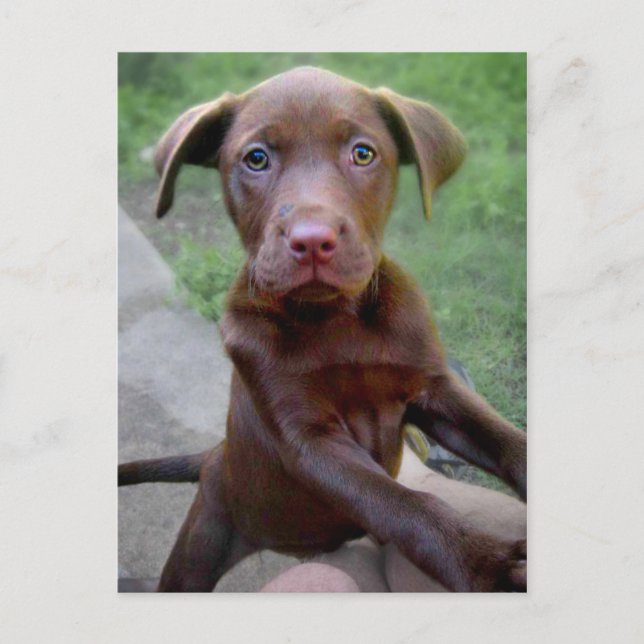 Chocalate Labrador Pittie Puppy Exploring Postcard (Front)