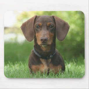 Chocolate and Tan Dachshund - Doxie Mouse Mat