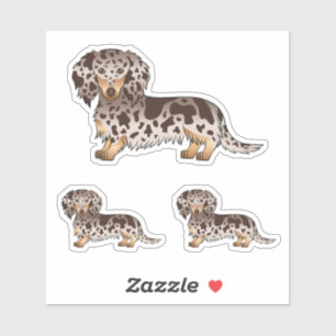 Chocolate And Tan Dapple Long Hair Dachshund Dogs