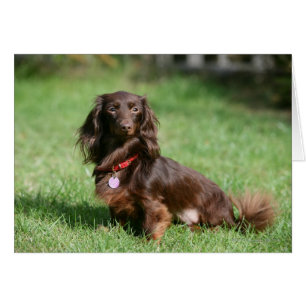 Chocolate and Tan Long-haired Miniature Dachshund