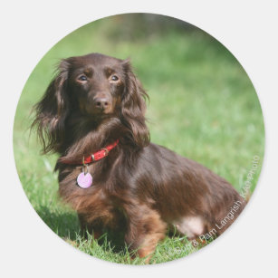Chocolate Tan Dachshund Stickers Labels Zazzle Uk