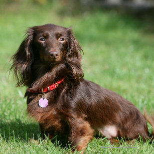 Dachshund Long Haired Miniature Home Furnishings Accessories