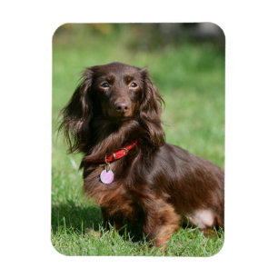Chocolate and Tan Long-haired Miniature Dachshund Magnet