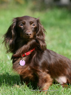 Dachshund Long Haired Miniature Home Furnishings Accessories