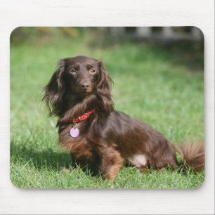 Chocolate and Tan Long-haired Miniature Dachshund Mouse Mat