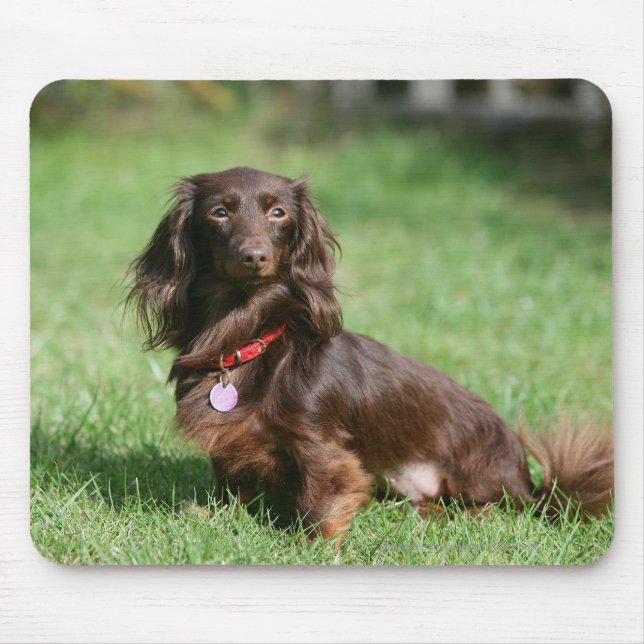 Chocolate and Tan Long-haired Miniature Dachshund Mouse Mat (Front)