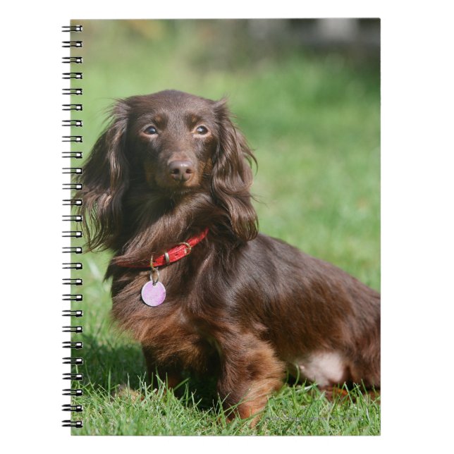 Chocolate and Tan Long-haired Miniature Dachshund Notebook (Front)