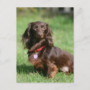 Chocolate and Tan Long-haired Miniature Dachshund Postcard