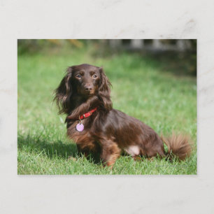 Chocolate and Tan Long-haired Miniature Dachshund Postcard