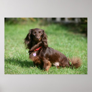 Chocolate and Tan Long-haired Miniature Dachshund Poster
