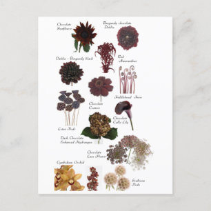 Chocolate brown flowers postcard