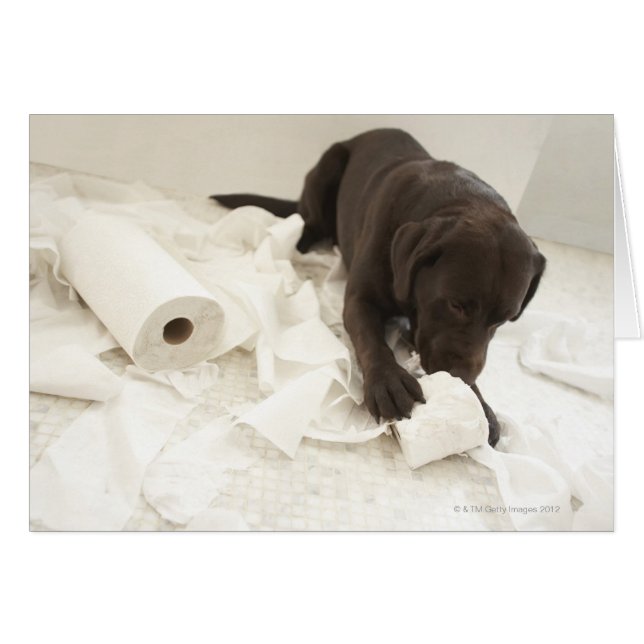 Chocolate brown labrador. (Front Horizontal)