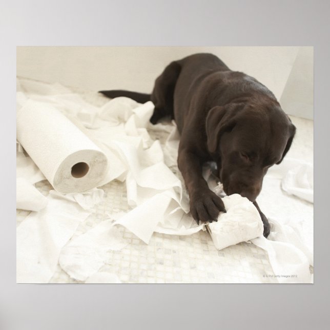 Chocolate brown labrador. poster (Front)
