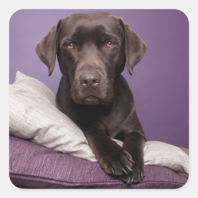 Chocolate Brown Labrador Retriever Dog Sticker (Front)