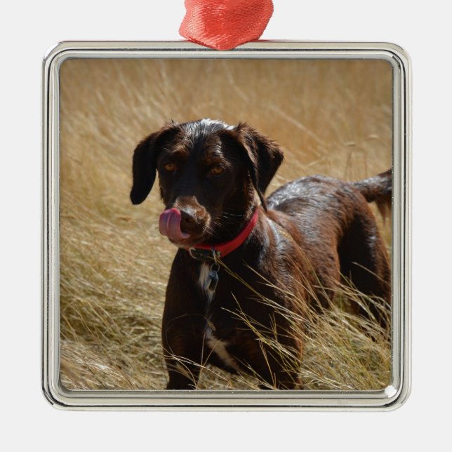 Chocolate Brown Labrador Retriever Metal Tree Decoration (Front)