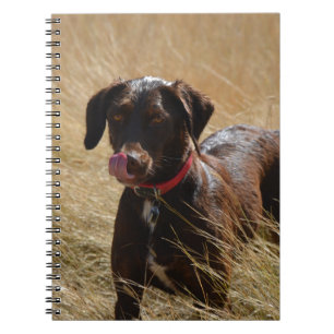 Chocolate Brown Labrador Retriever Notebook