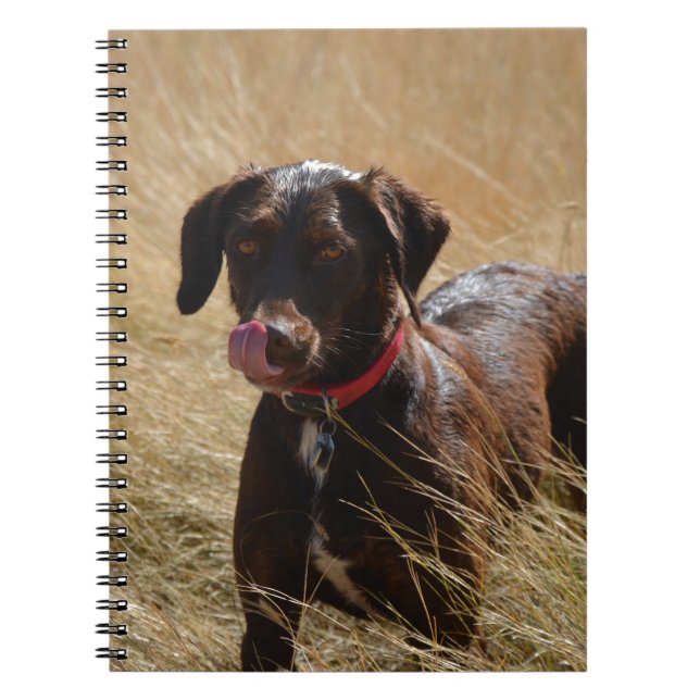 Chocolate Brown Labrador Retriever Notebook (Front)