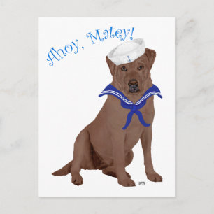 Chocolate Brown Labrador Retriever Postcard