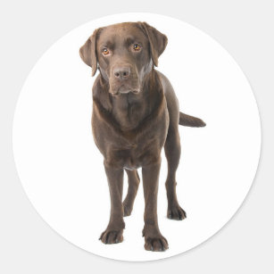 Chocolate Brown Labrador Retriever Puppy Dog Classic Round Sticker