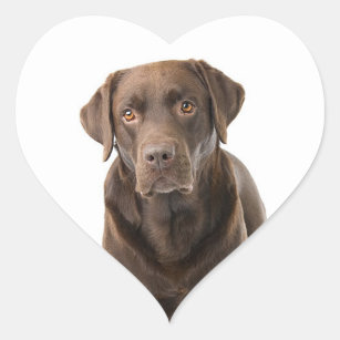 Chocolate Brown Labrador Retriever Puppy Dog Heart Heart Sticker
