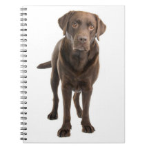 Chocolate Brown Labrador Retriever Puppy Notebook