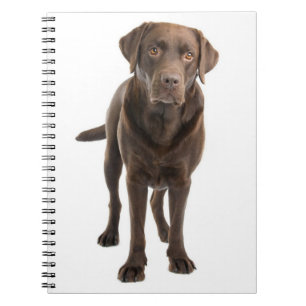 Chocolate Brown Labrador Retriever Puppy Notebook