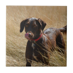 Chocolate Brown Labrador Retriever Tile