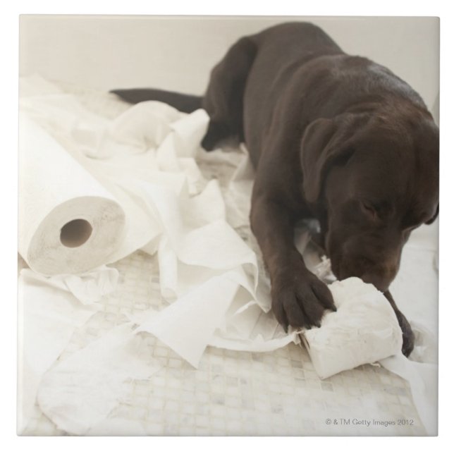 Chocolate brown labrador. tile (Front)