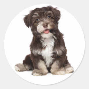 Chocolate Brown & White Havanese Puppy Dog Sticker