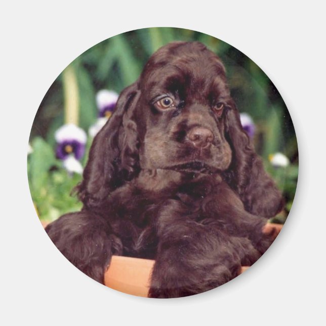 Chocolate cocker magnet (Front)