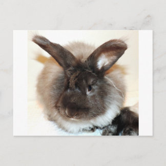 Chocolate French Angora Bunny Rabbit Photograph Postcard