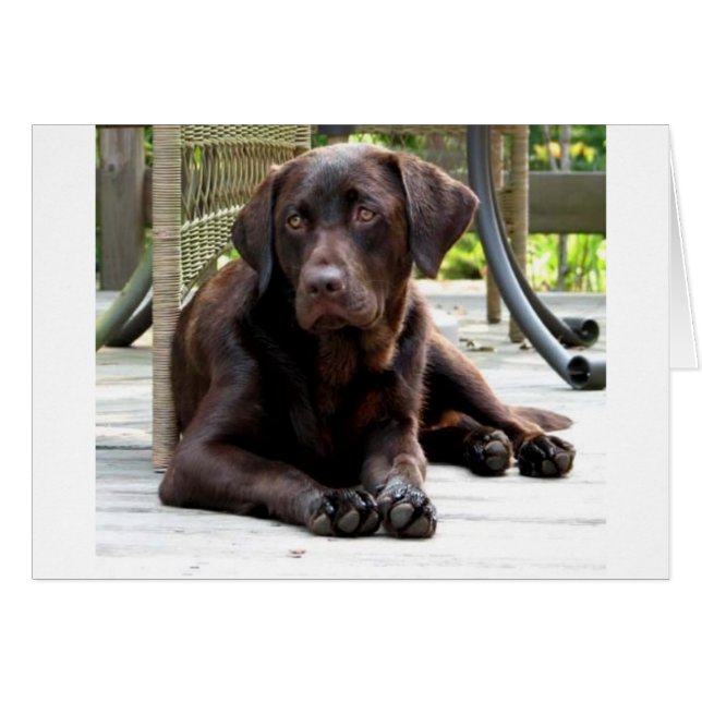 Chocolate Lab (Front Horizontal)