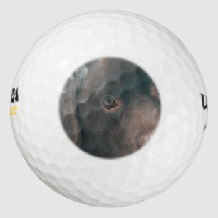 chocolate-lab-14 golf balls