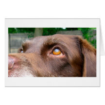Chocolate Lab Card