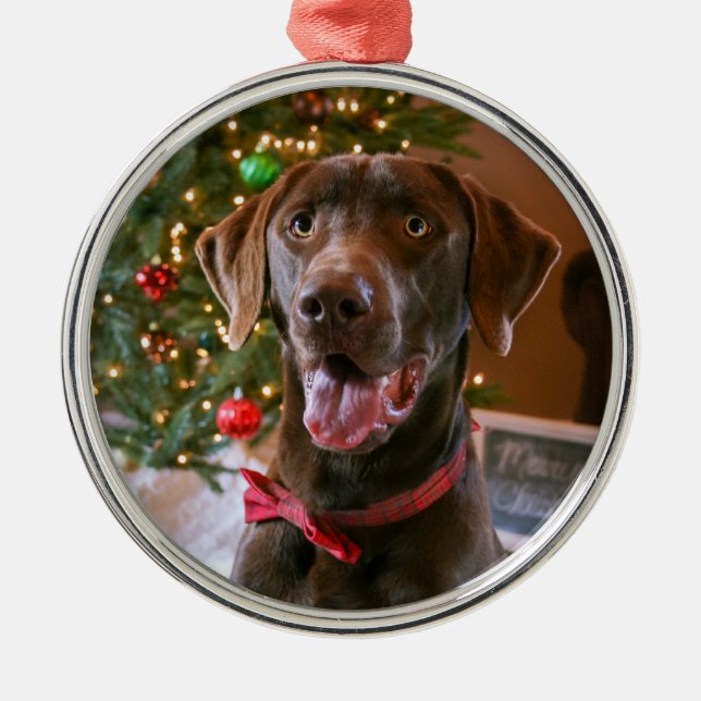Chocolate Lab Christmas Ornament (Front)
